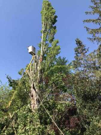 Abattage d'arbres